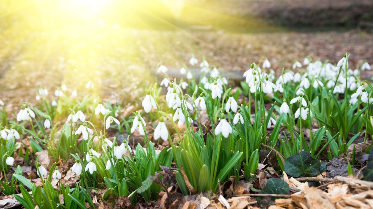 Spring Snowdrops