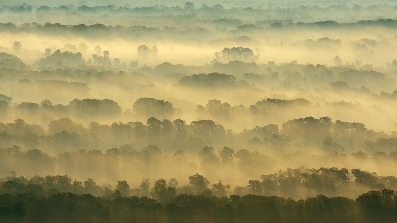 Letea Forest