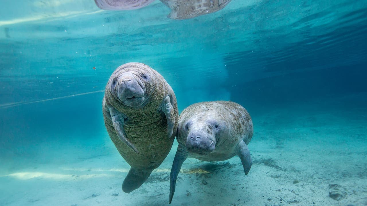 Manatee Spring