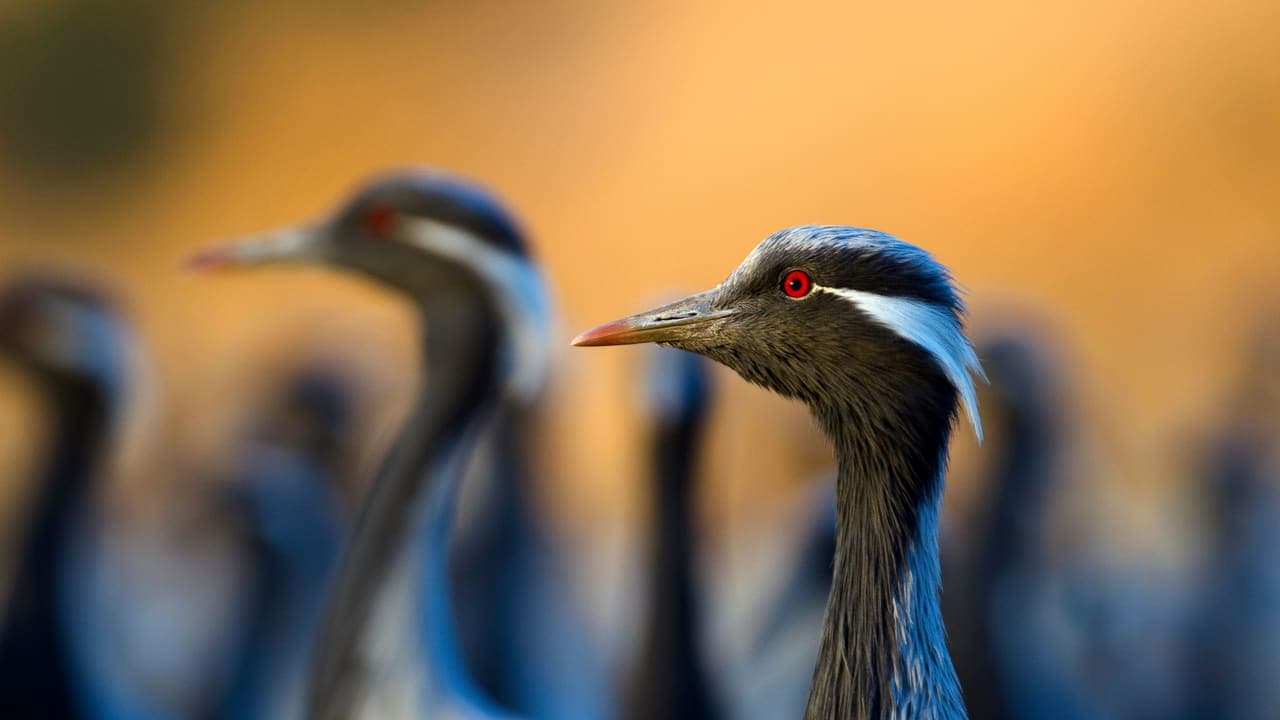 India Cranes