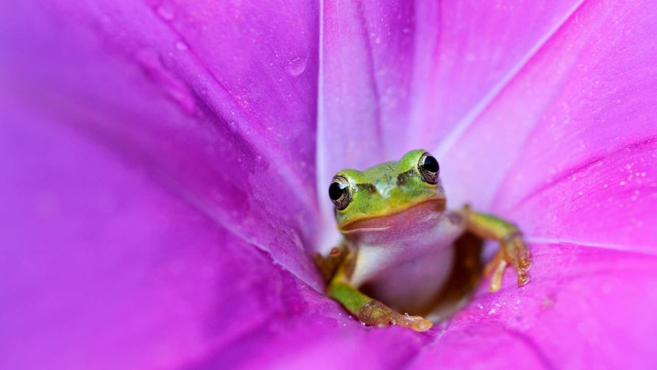 Japanese Tree Frog