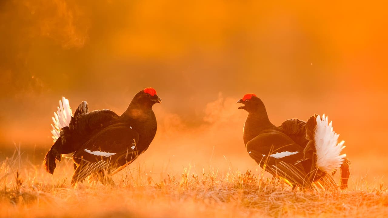 Grouse Guff