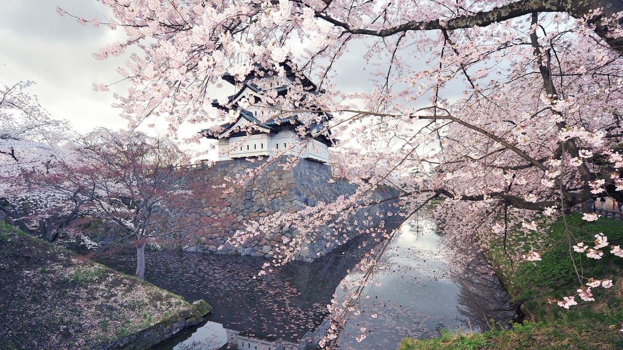 Castle Blossoms