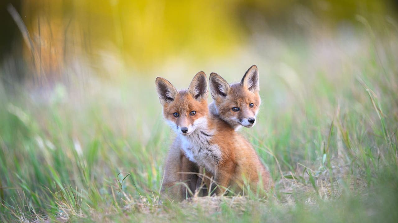 Fox Siblings