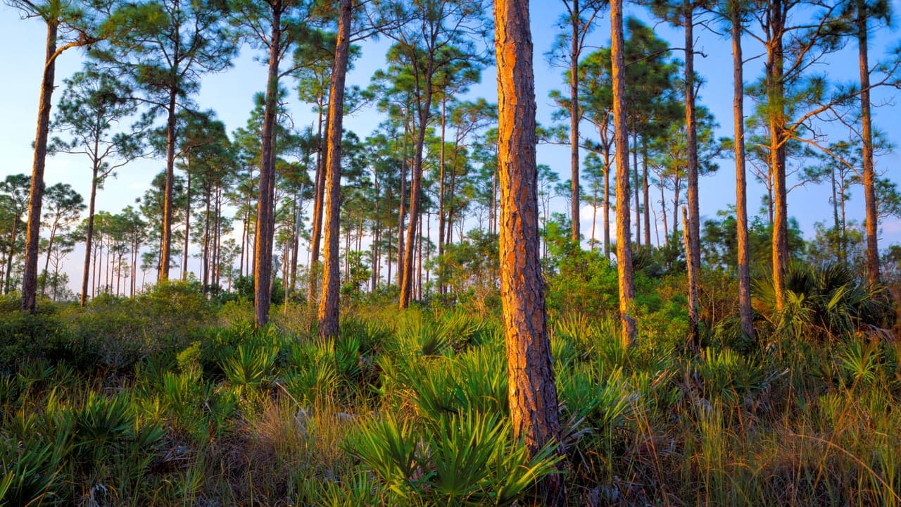 Slash Pine