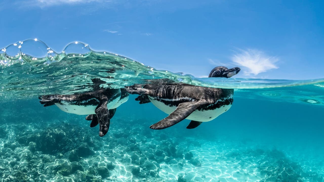 Galapagos Penguins