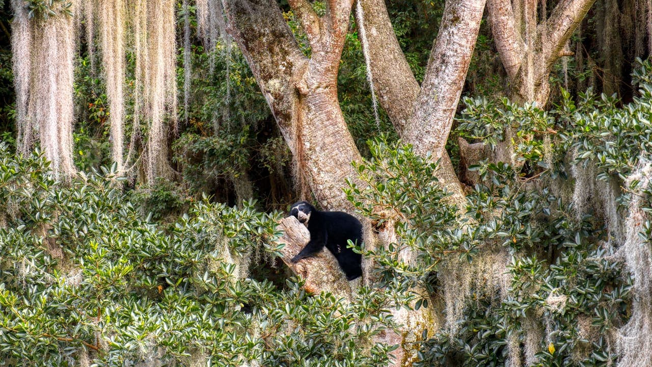 Andean Bear