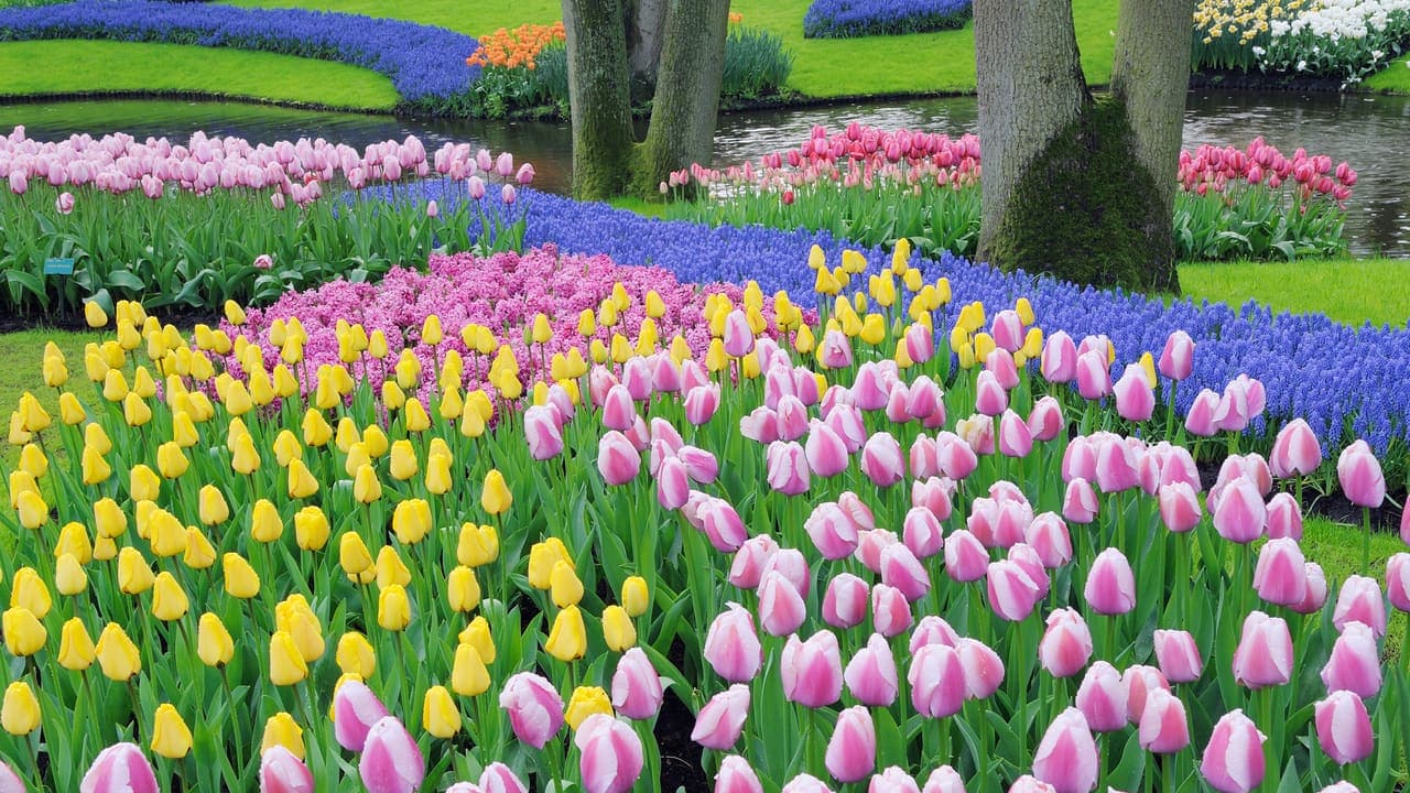 Dutch Tulips
