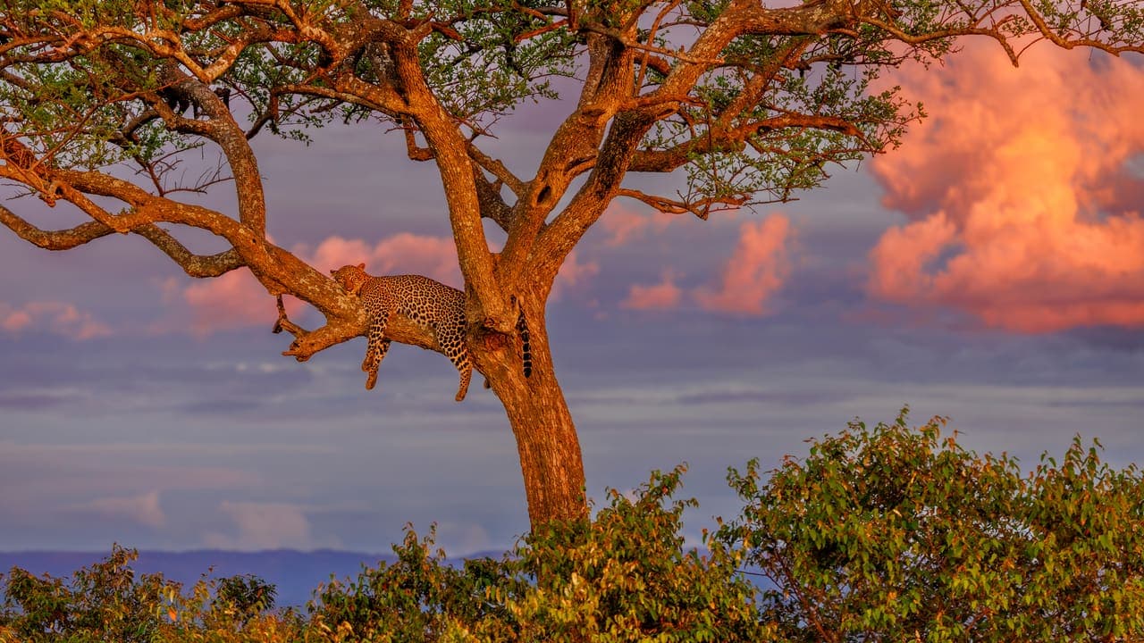Masai Leopard