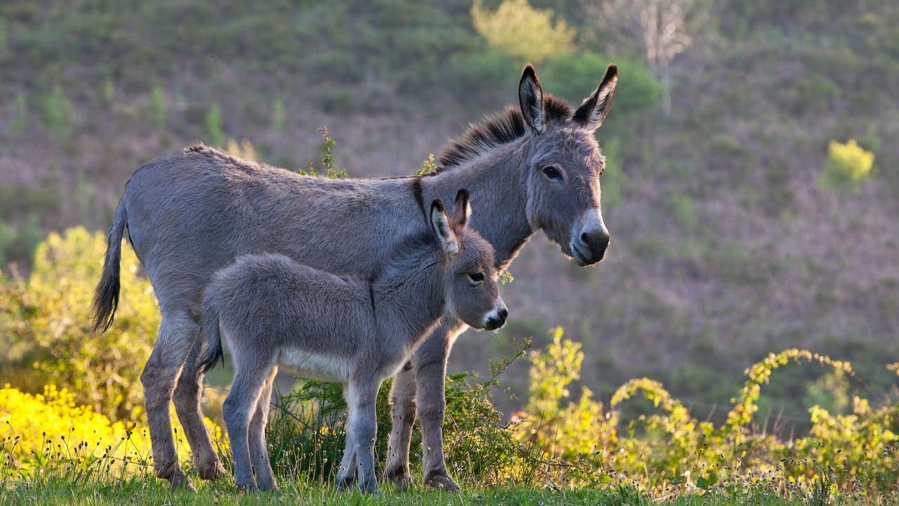 Sardinian Donkey