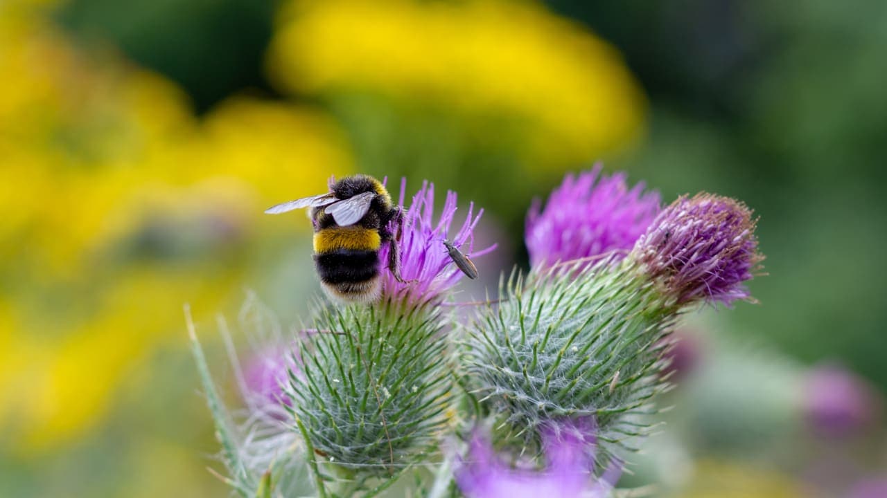 Bumble Bee