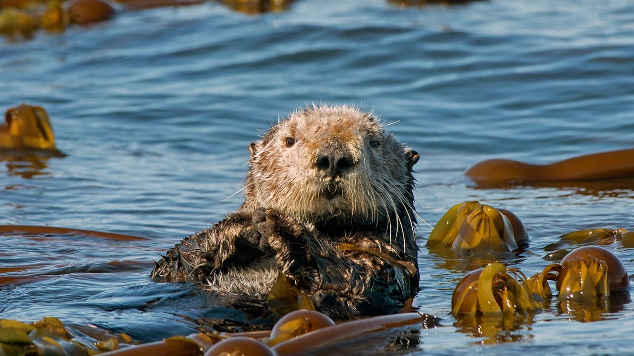 Otter Day