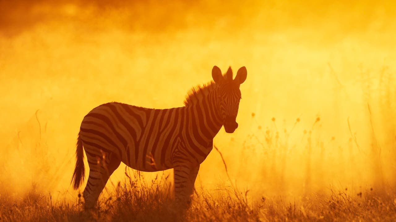 Equus Quagga