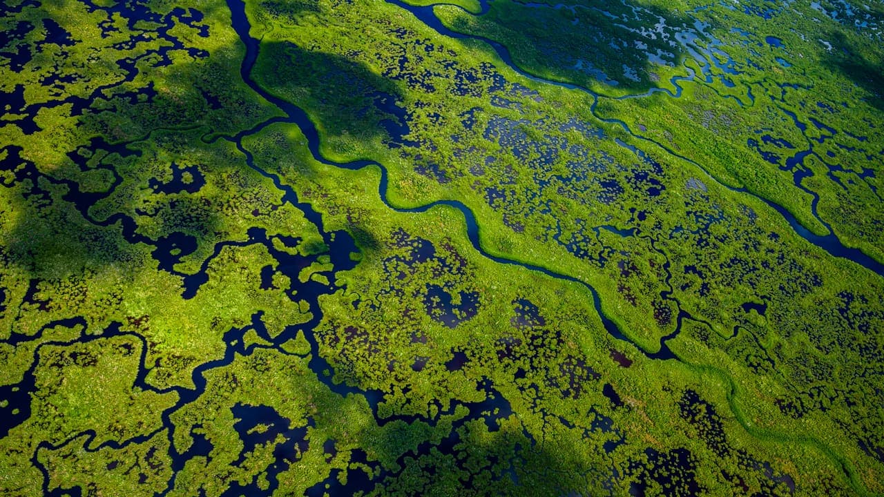 Everglades Wetlands