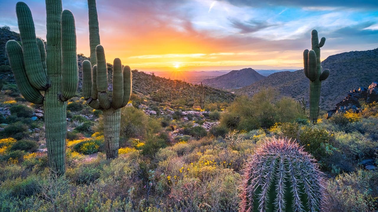 Saguaro Sun