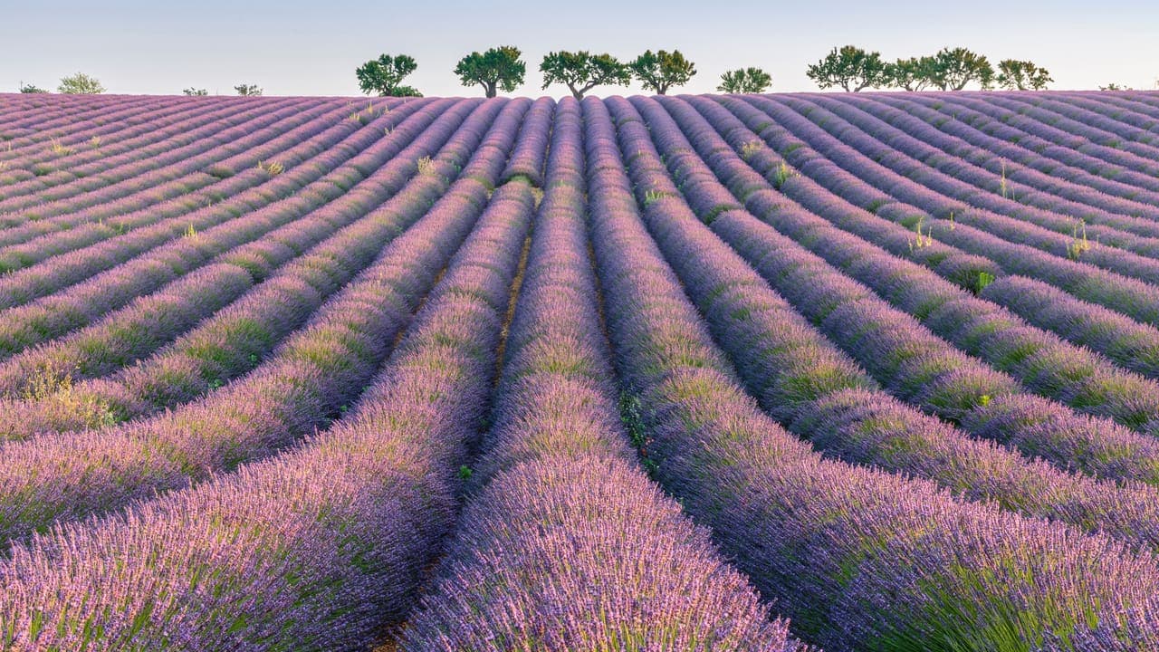 Lavender Rows
