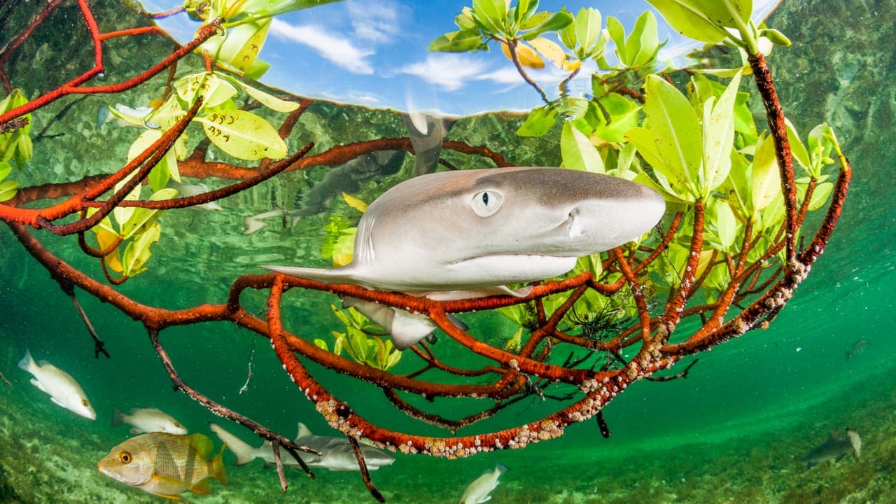 Lemon Shark