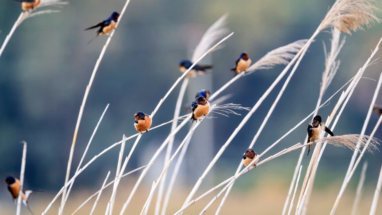 Hirundo Rustica