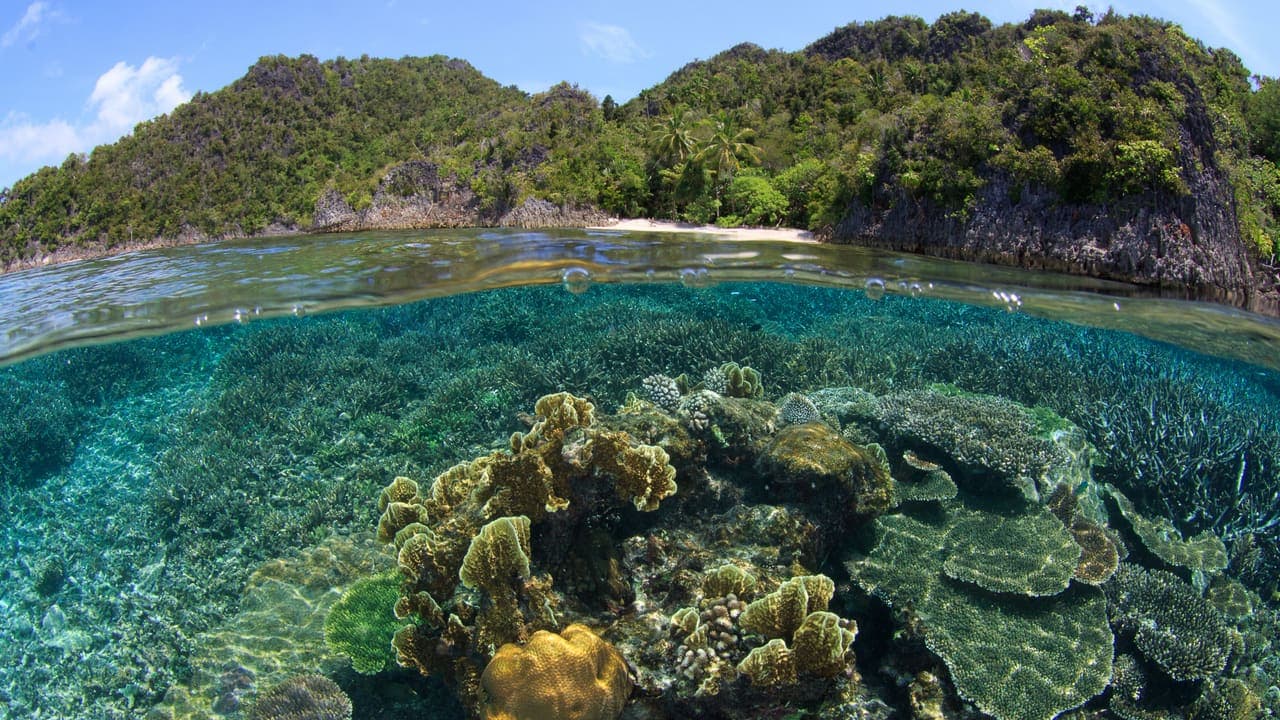 Coral Awareness