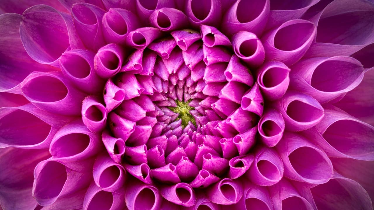 Pink Dahlia