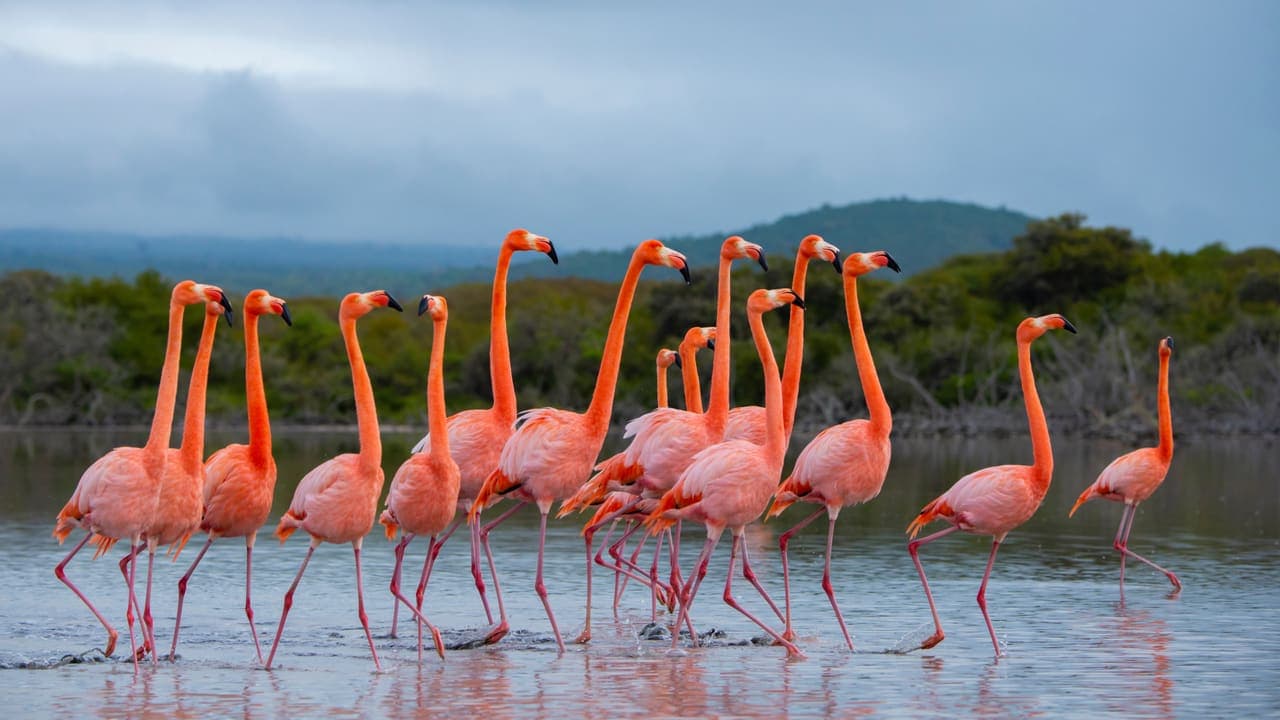 Galapagos Flamingos