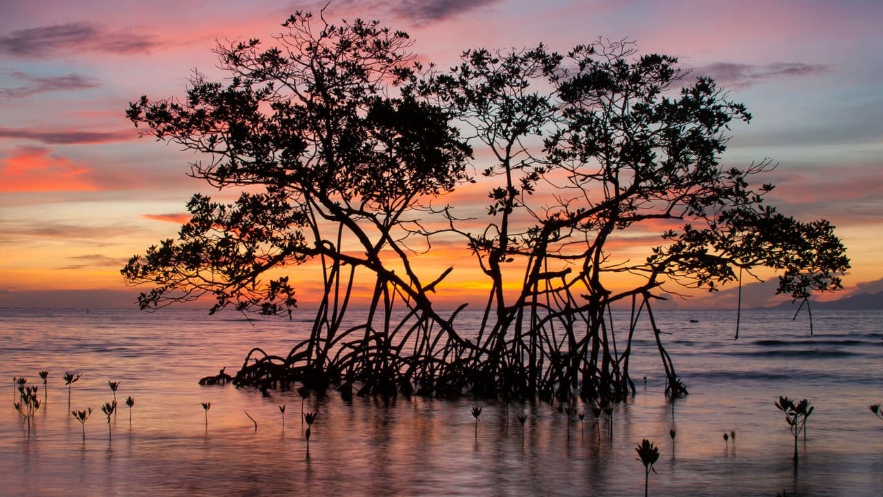 Red Mangrove Sunrise