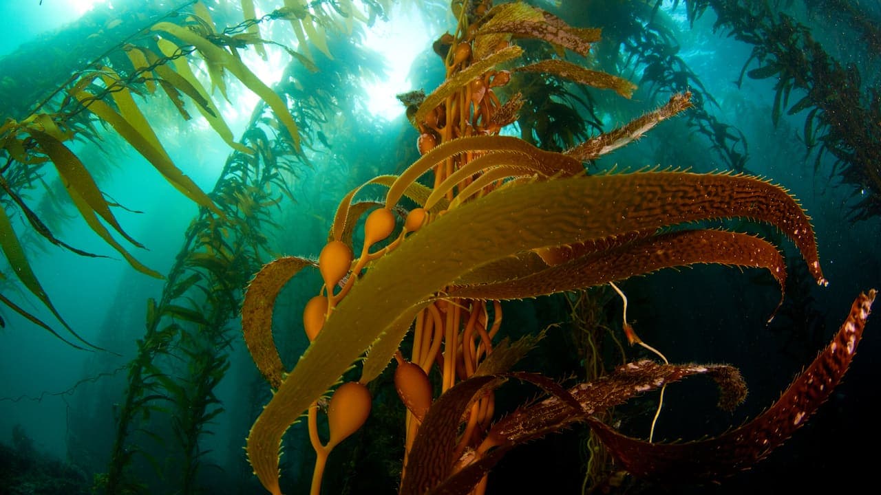 Channel Kelp