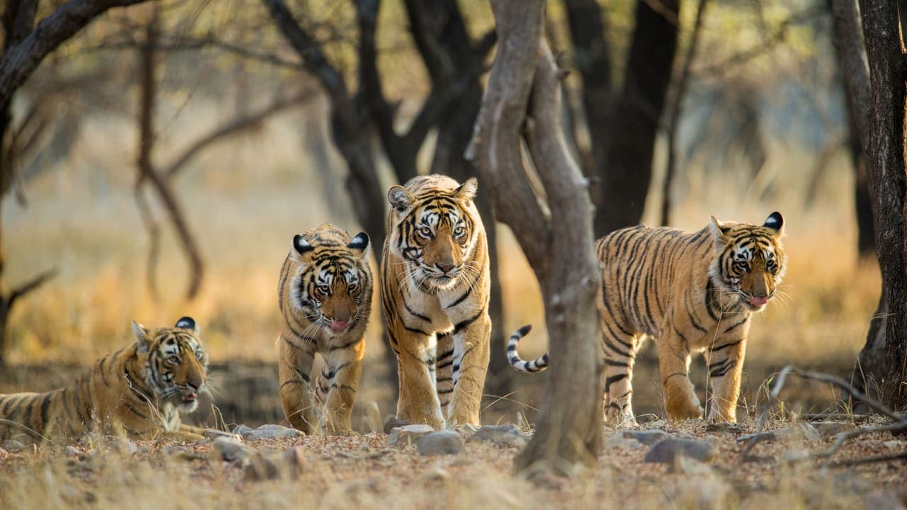 Tiger Family