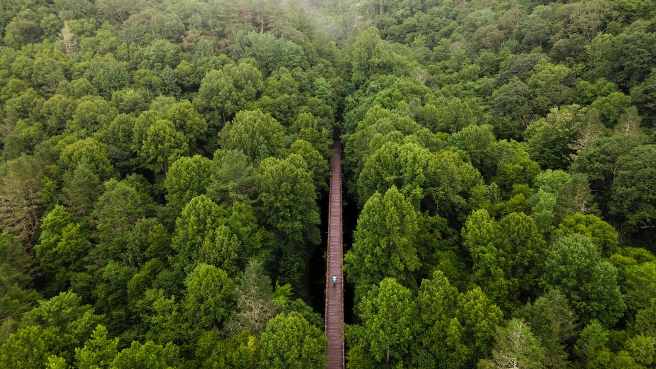 Virginia Trail