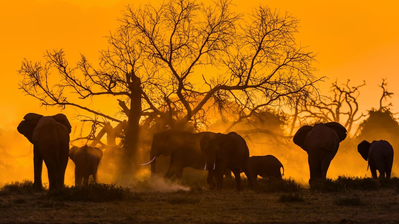 Elephant Day