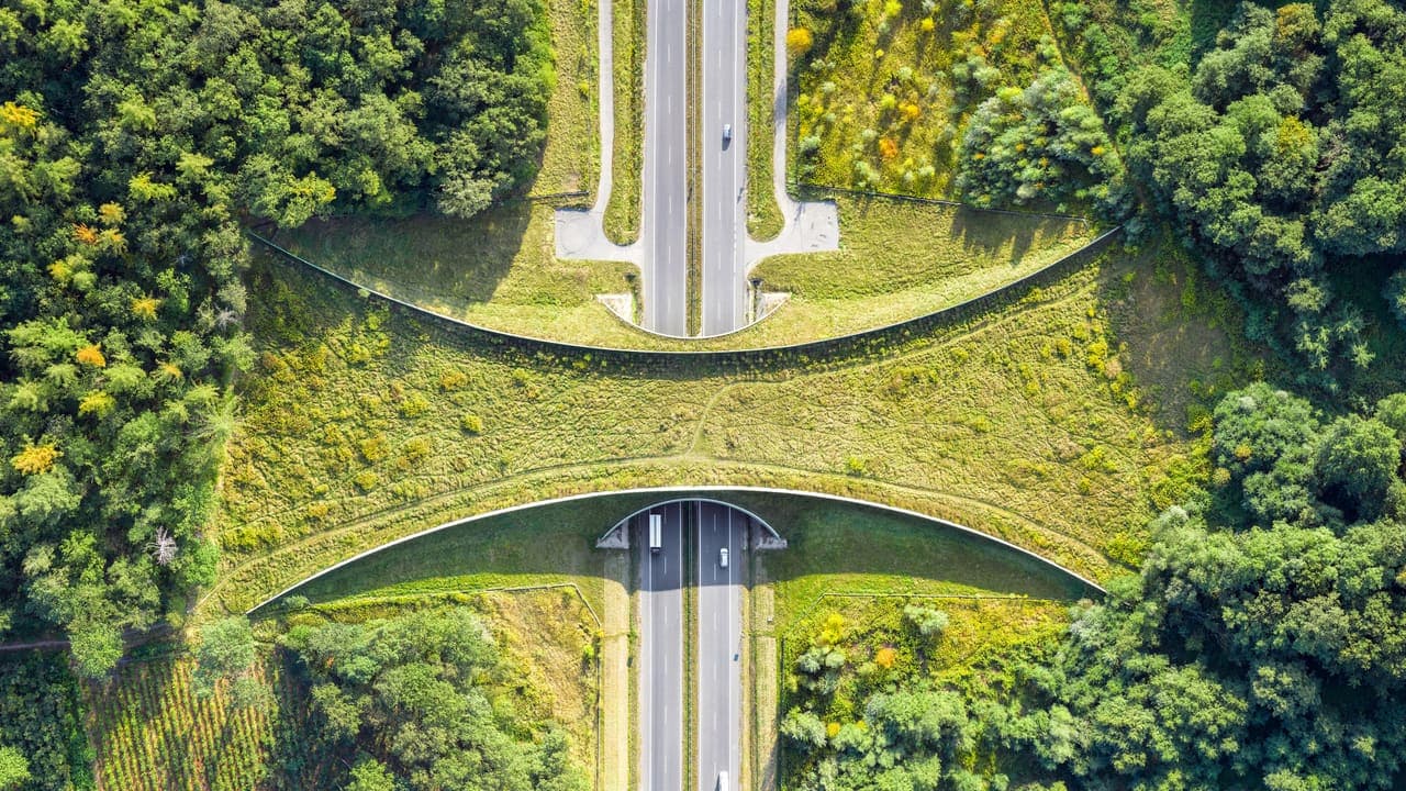 Wildlife Crossing Poland
