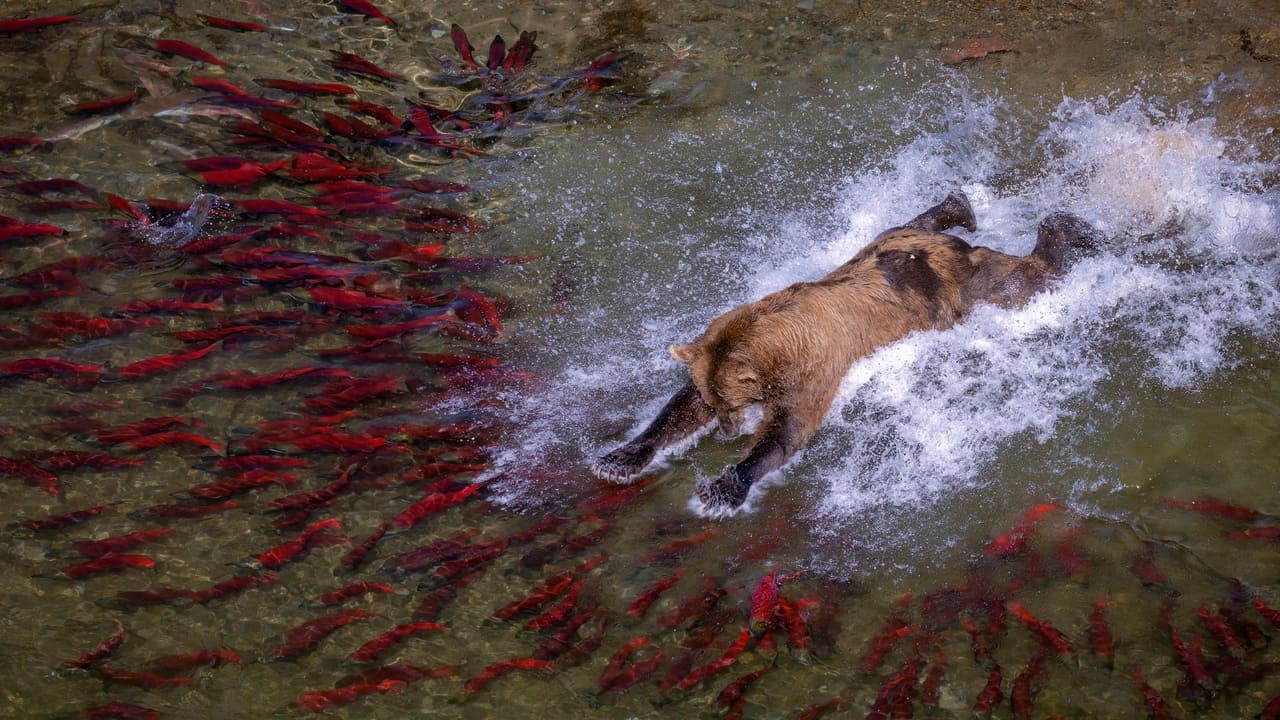 Katmai Bear