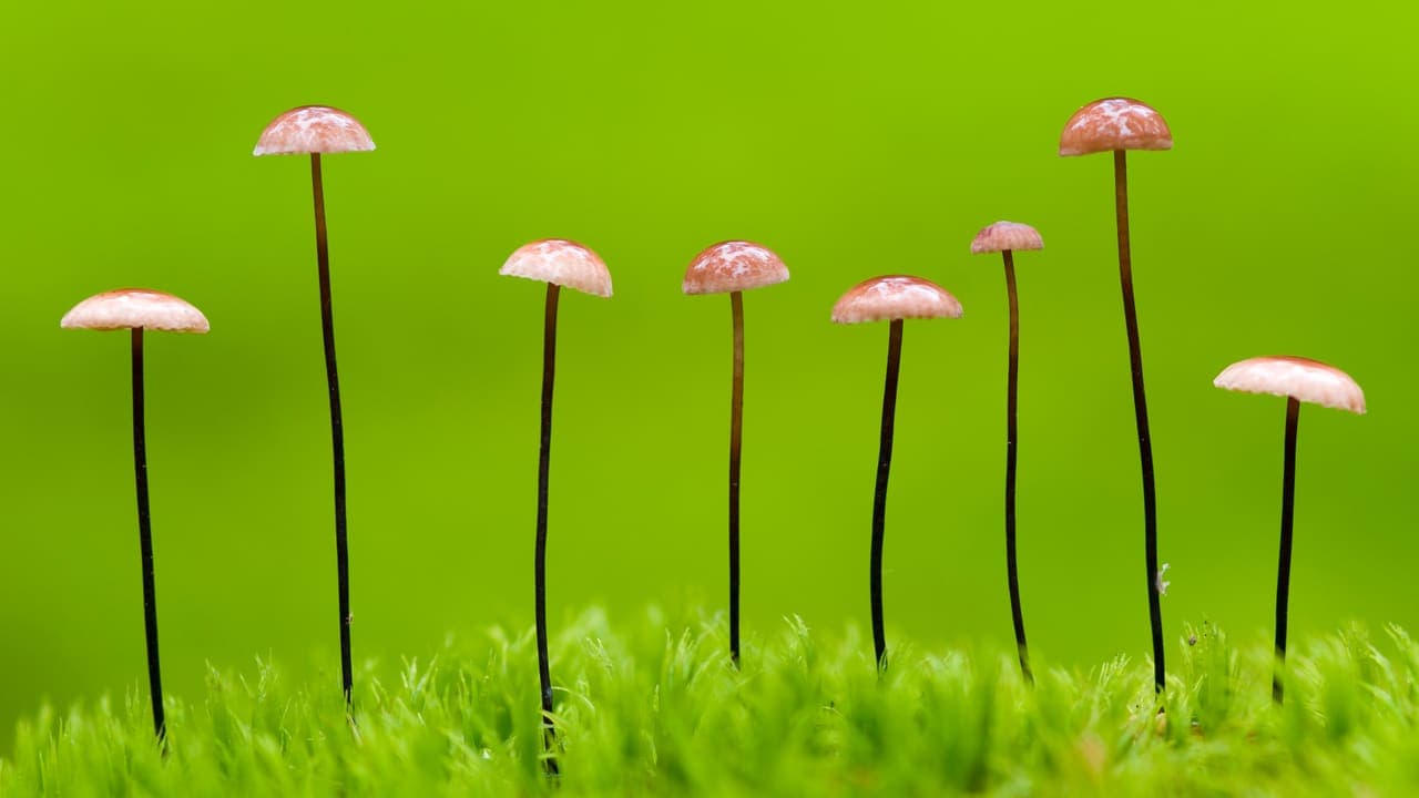 Horse Hair Shroom