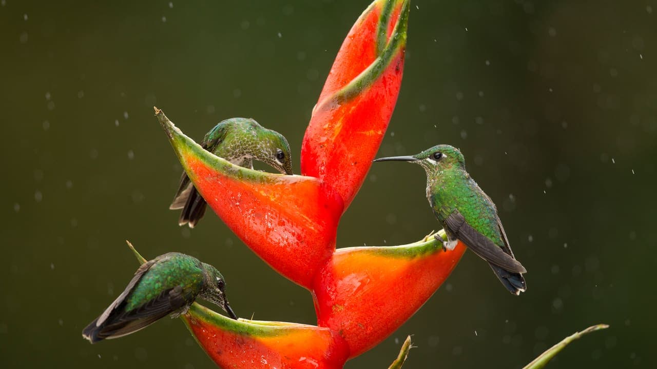 Green Crowned