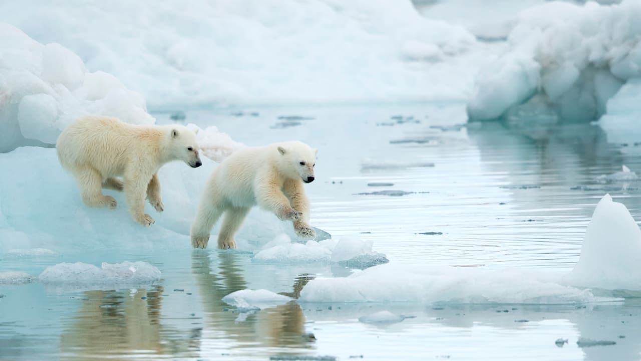 Icy Cubs