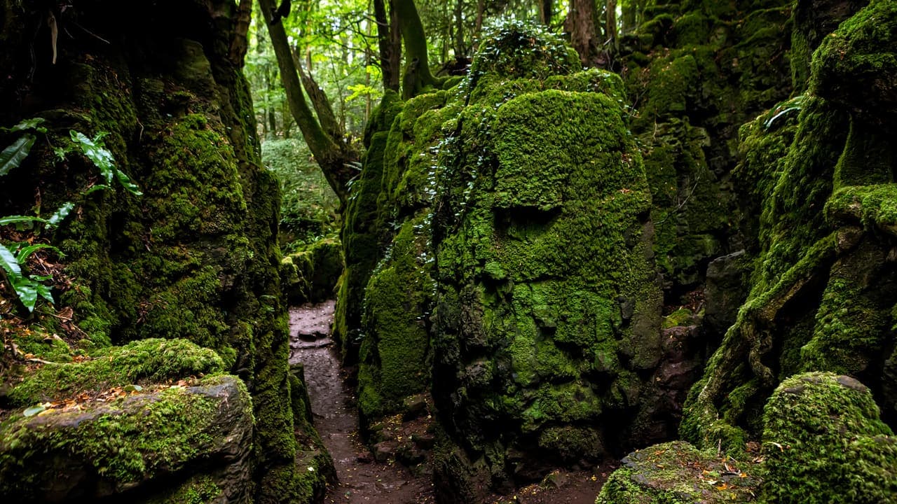 Forestof Dean